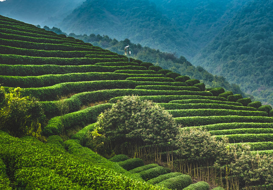 Longjing (Dragon Well) Tea Field Picture, Photos & Image of Longjing Tea Plantation Village