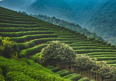 Longjing Tea Plantation Village 