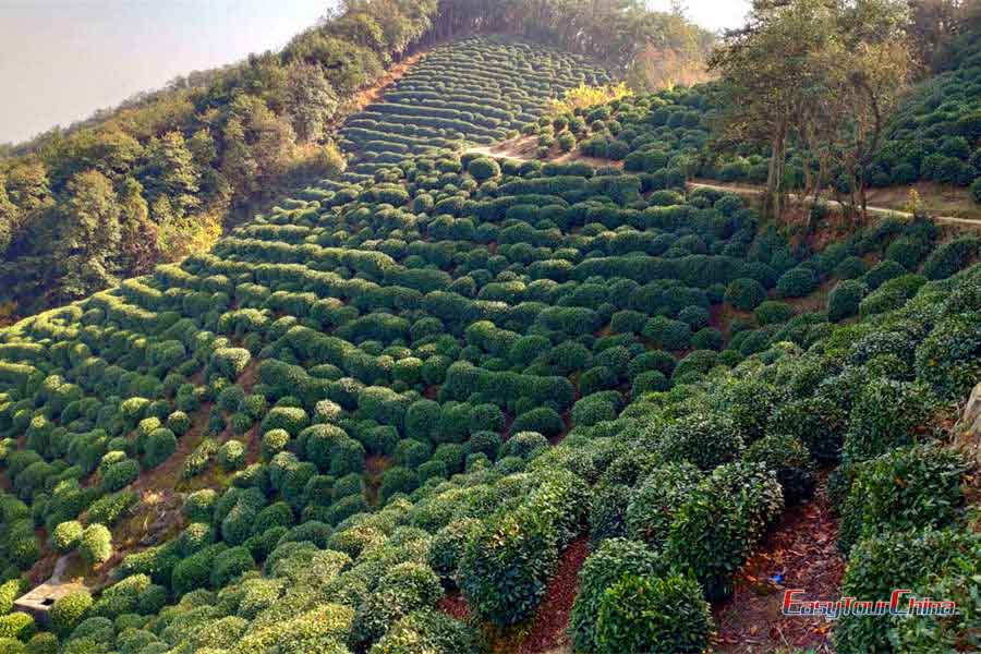 Longjing Tea Village