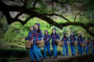 Tea-picking Girls in Longjing Village 