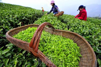 Picking Longjing Green Tea