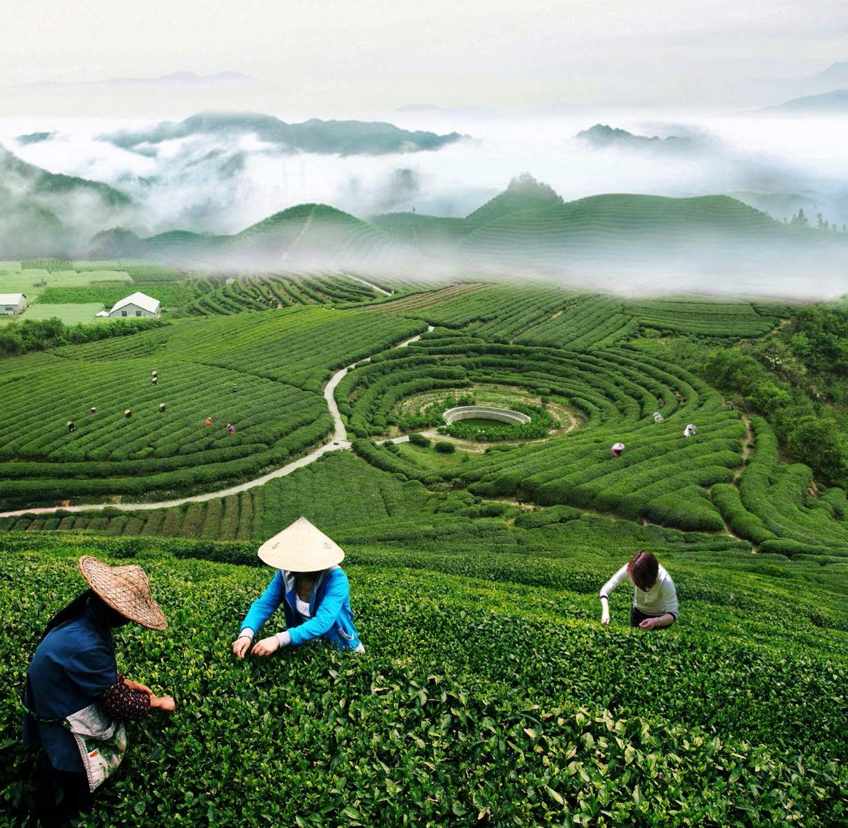 Longjing Tea Farm