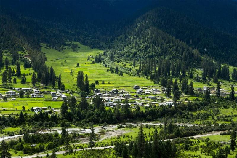 Lulang Forest Tibet