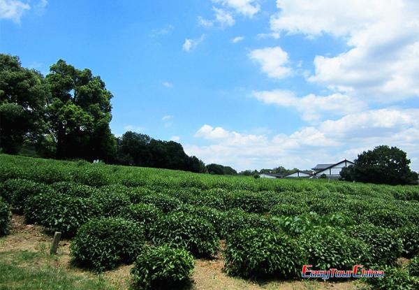 Meijiawu Tea Plantation Images