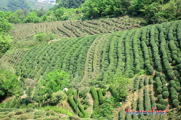 Meijiawu Tea Plantation Pictures