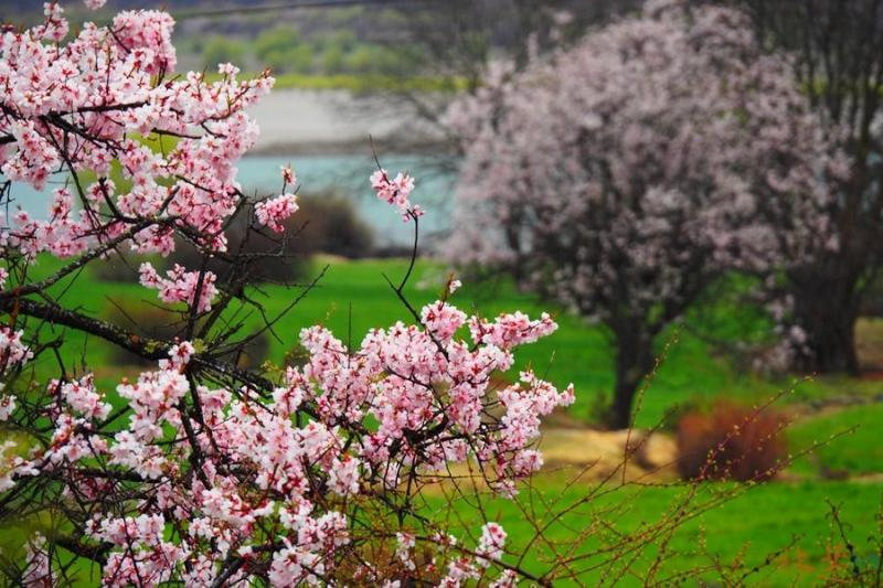 Blooming wild peach flowers at Miyaluo Scenic Resort