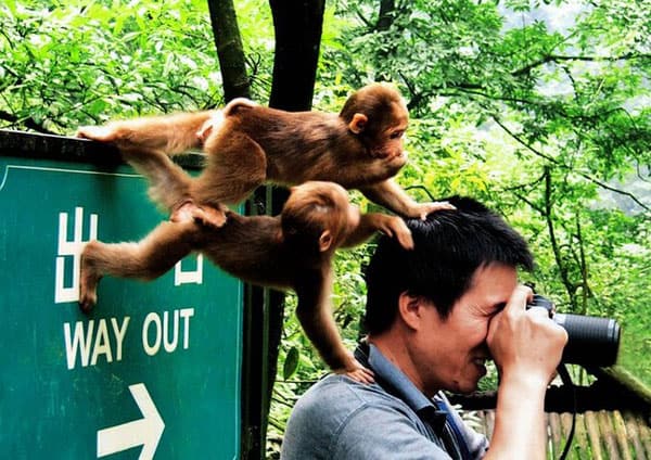 Monkeys in Mt. Emei