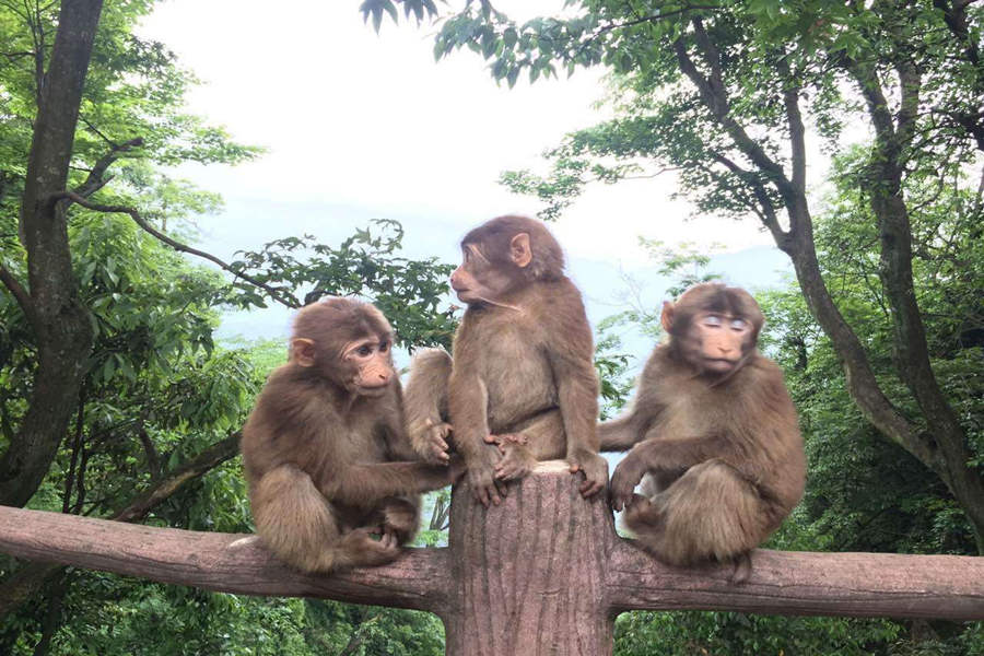 Monkeys at Mountain Emei Photos Easy Tour China