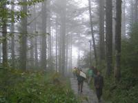 Mt. Emei Forest