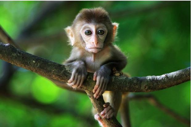 Sanya Nanwan Monkey Island Baby Monkey in Spring, Sanya Nanwan Monkey ...