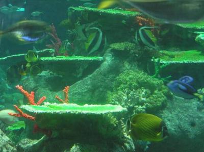 Ocean Park Hong Kong Atoll Reef, Hong Kong Ocean Park Travel Photos