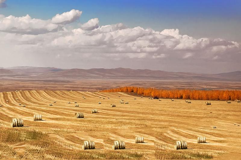 Trip to Hulunbuir Prairie