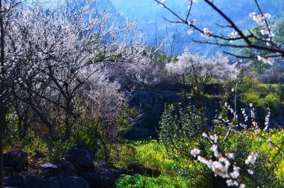 Plum Blossom Forests in Libo