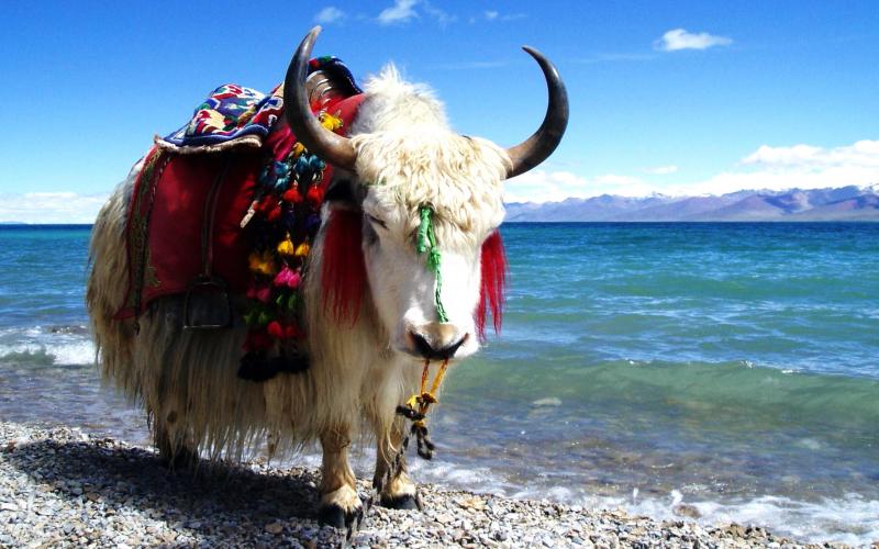 Qinghai Lake in China