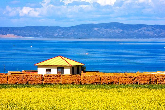 Qinghai Lake with Rape Flowers