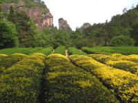 Royal Tea Garden