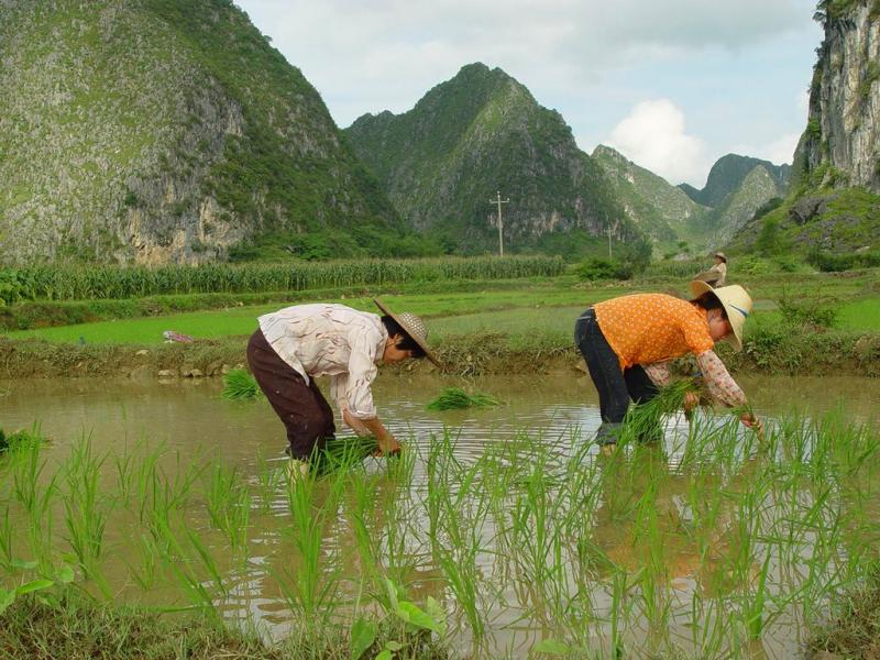 China rice fields