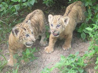 Safari Park Lion Cubs