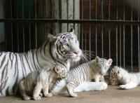 Safari Park Tigers