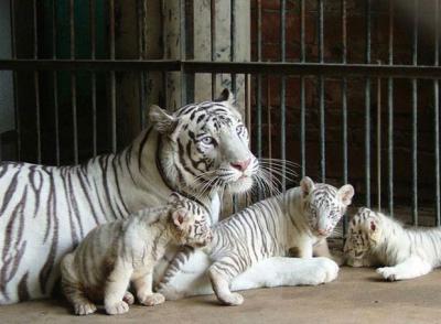 Safari Park Tigers