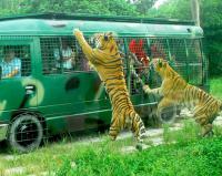 Safari Park Tigers at Wild