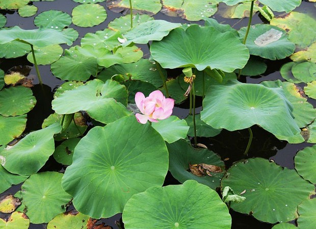 Lotus,Yinchuan Sand Lake Scenic Area Travel Photos,Images & Pictures of ...