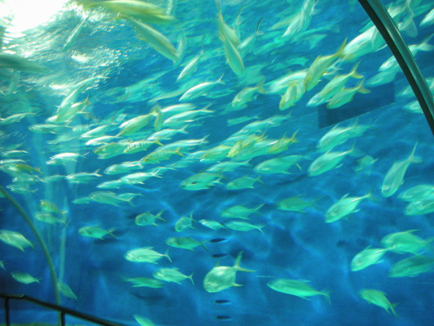 Shanghai Ocean Aquarium