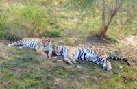 Siberian Tiger Park Tiger Resting