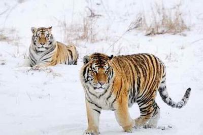Siberian Tiger Park Snowscape