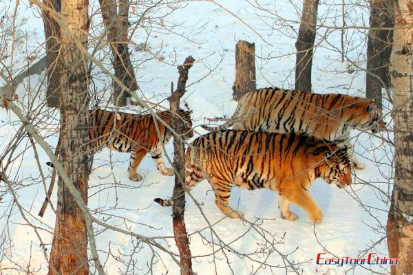 Tigers in Siberian Tiger Park