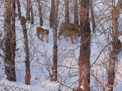 Tigers Walking Photo of Harbin Siberian Tiger Park