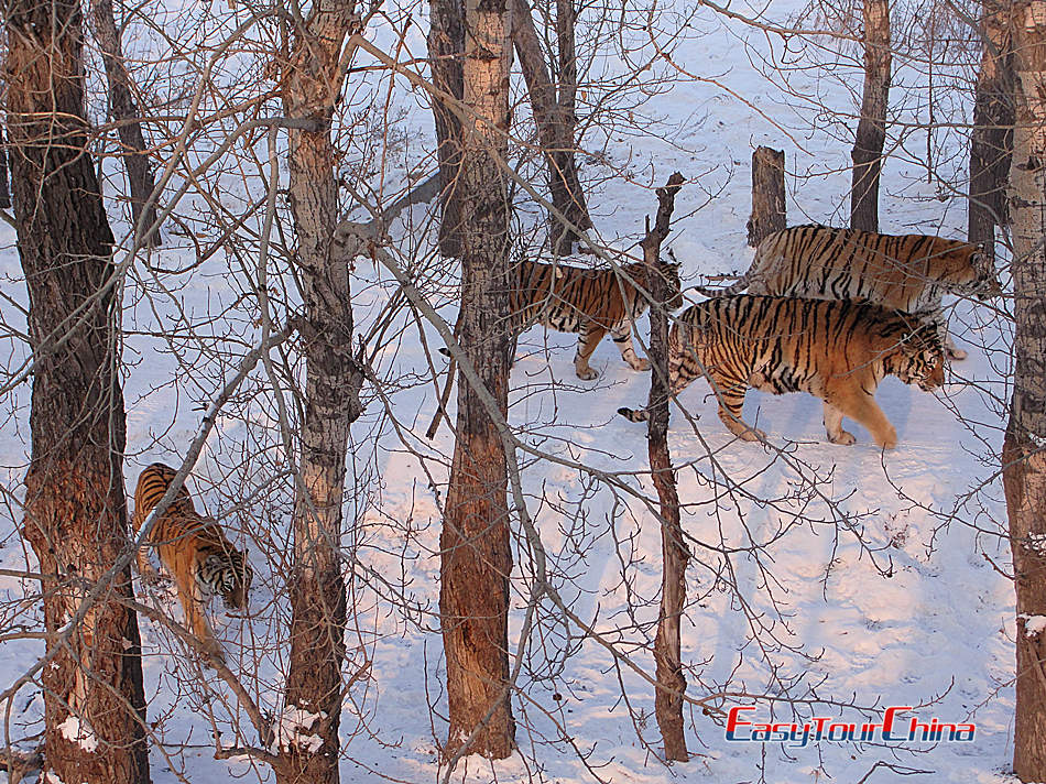 Haibin Siberian Tiger Park