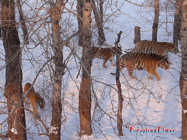 Picture of Tigers in Harbin Siberian Tiger Park