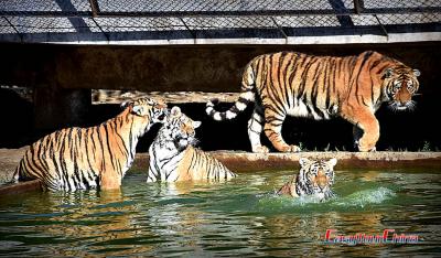 Photo of Harbin Siberian Tiger Park