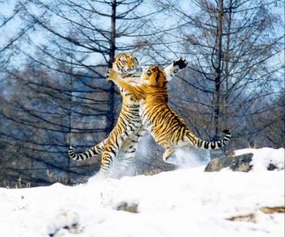 Siberian Tiger Park Tiger Fighting