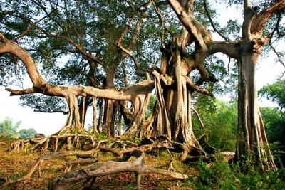 Single Tree Forest