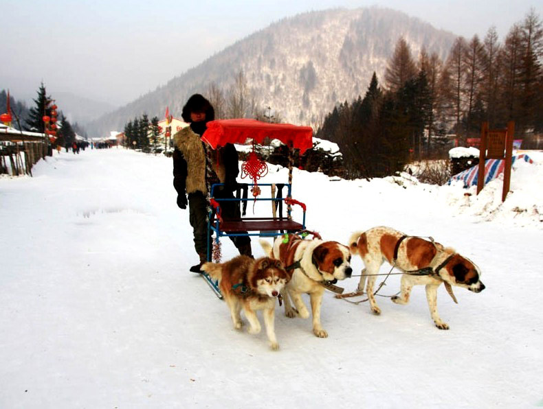 dog-sled