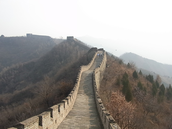 trees and wall