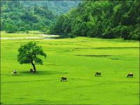 green grassland