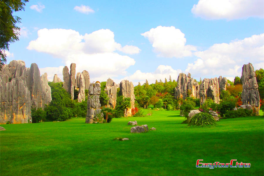 Stone Forest