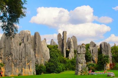 Stone Forest