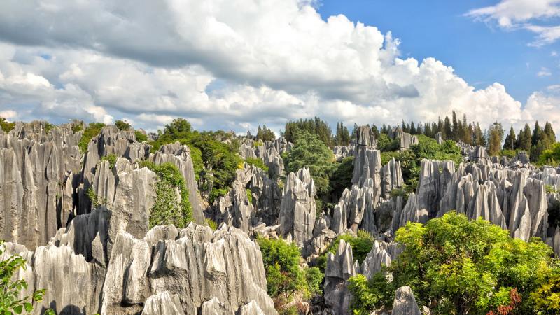 Stone Forest