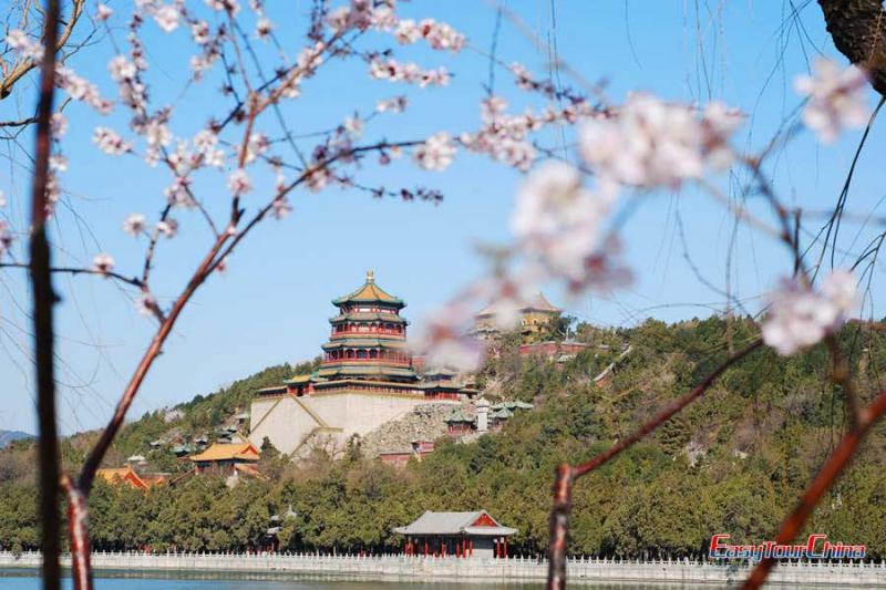 Flower blosom at Summer Palace 