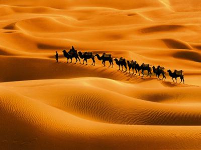 Camel Train Passing Desert