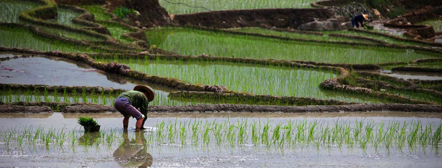 Fujian Rice Terraces