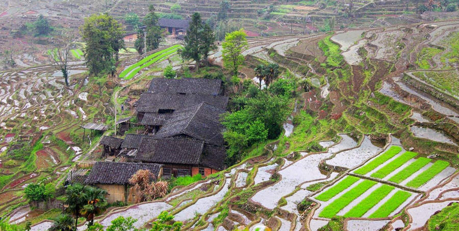 Rice Terraces in China