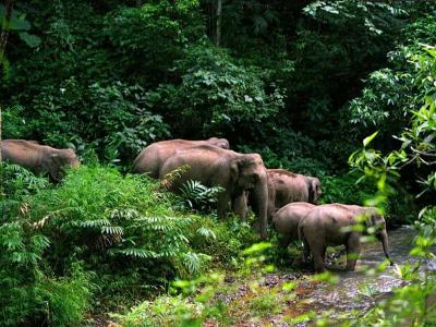 10.	Xishuanbana National Forest Park