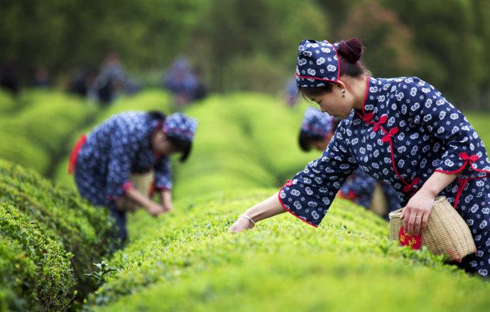 China Tea culture tour