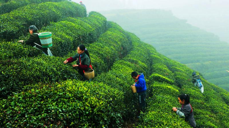 Top China tea vacations 