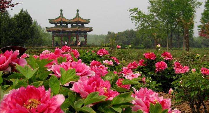 trip to China in spring